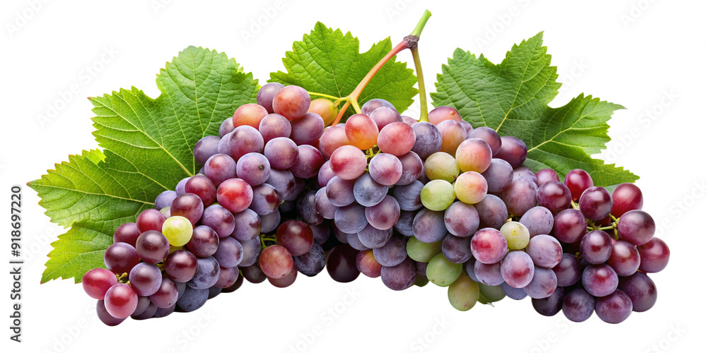 Detailed Grapevines Cut-Out on Clear Transparent Background Detailed Grapevines Cut-Out on Clear Transparent Background