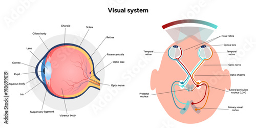 Suprachiasmatic nucleus of hypothalamus. Human visual system pathway cortex diagram. Right and left visual cortex and eye anatomy