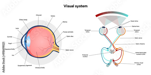Suprachiasmatic nucleus of hypothalamus. Human visual system pathway cortex diagram. Right and left visual cortex and eye anatomy