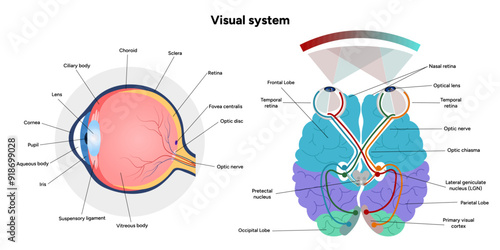 Suprachiasmatic nucleus of hypothalamus. Human visual system pathway cortex diagram. Right and left visual cortex and eye anatomy