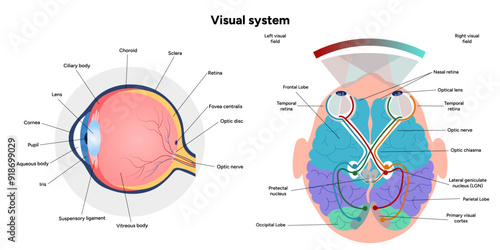 Suprachiasmatic nucleus of hypothalamus. Human visual system pathway cortex diagram. Right and left visual cortex and eye anatomy