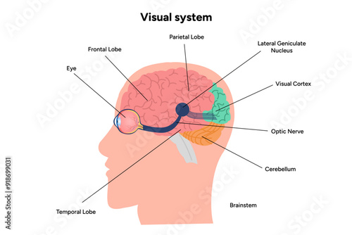 Suprachiasmatic nucleus of hypothalamus. Human visual system pathway cortex diagram. Right and left visual cortex and eye anatomy