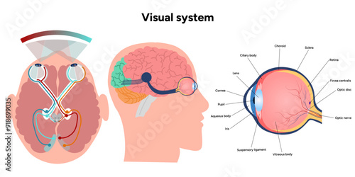 Suprachiasmatic nucleus of hypothalamus. Human visual system pathway cortex diagram. Right and left visual cortex and eye anatomy