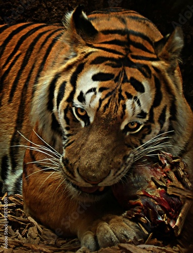Photography tiger in the zoo 
tiger