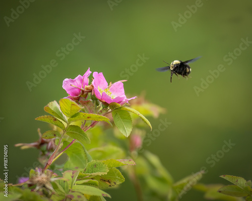 A bumble bee and roses