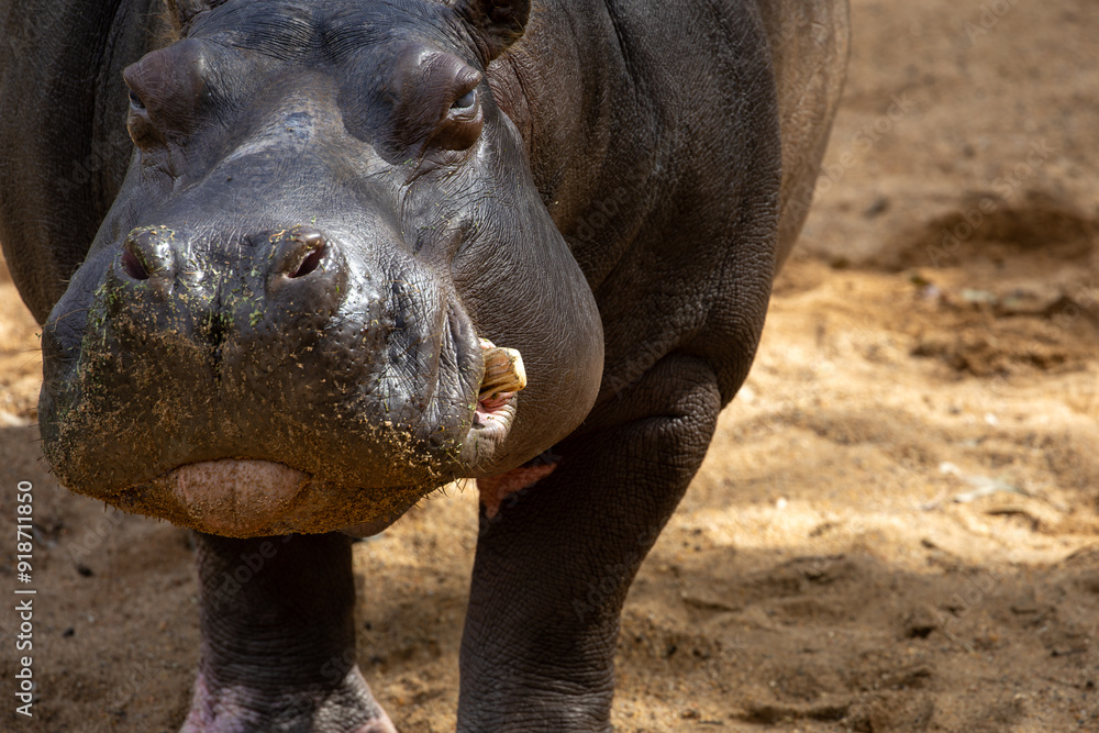 A Hippopotamus (Hippopotamus amphibius). A Hippopotamus (Hippopotamus amphibius).