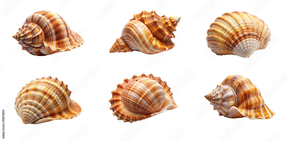 Beautiful Seashell Isolated for Graphics on Transparent Background Beautiful Seashell Isolated for Graphics on Transparent Background