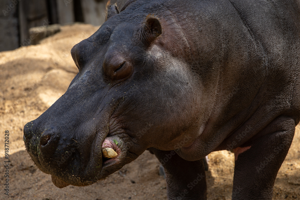 A Hippopotamus (Hippopotamus amphibius). A Hippopotamus (Hippopotamus amphibius).