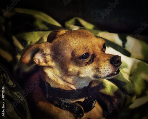 A close-up photo of a domestic Chihuahua.