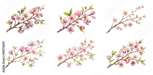 Beautiful Spring Flower Branch Graphic on Transparent PNG Background