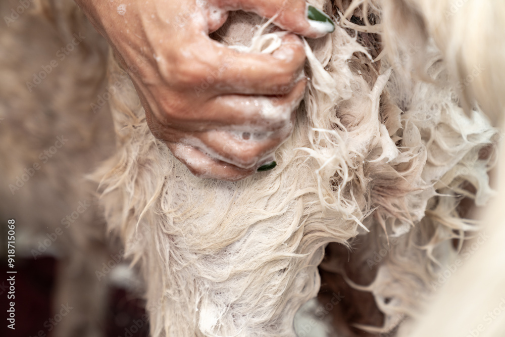 Obraz premium Golden retriever dog taking bath at home. woman in the bathroom washes, washing dog and applies pet shampoo for wool rubs it with foam. Pets friendly and care concept. Showering of happy dog.