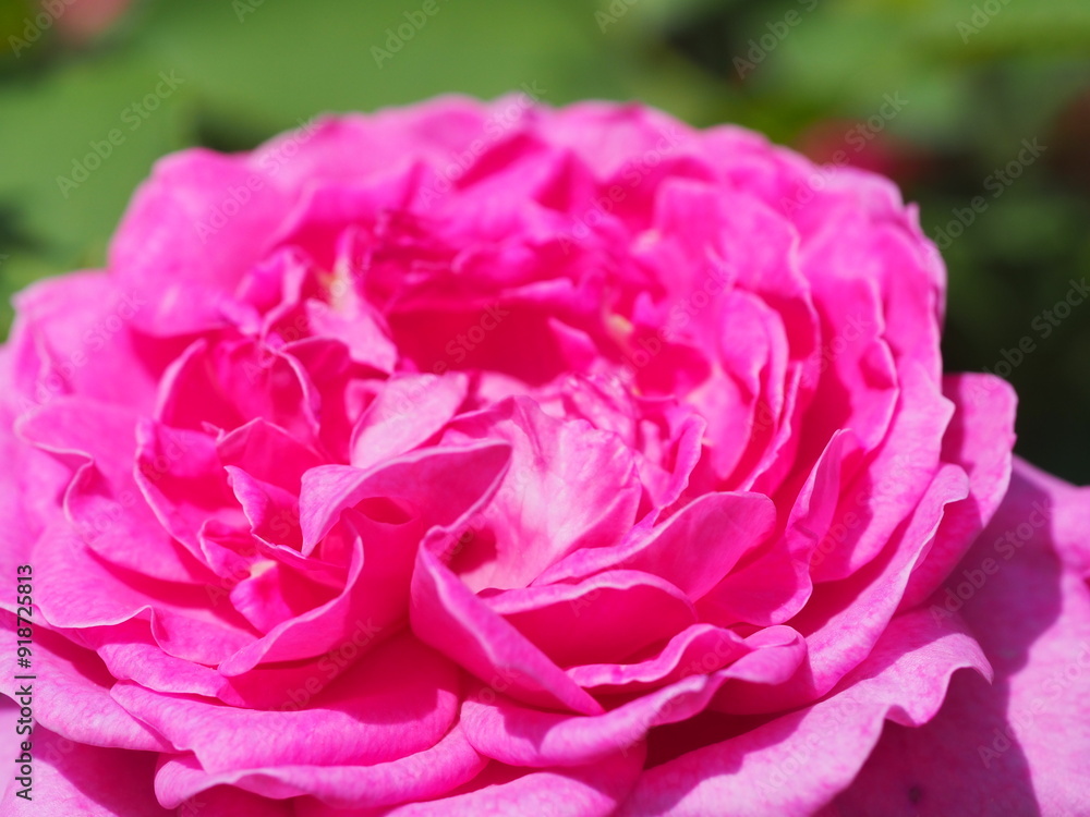 バラの花のクローズアップ バラの花のクローズアップ