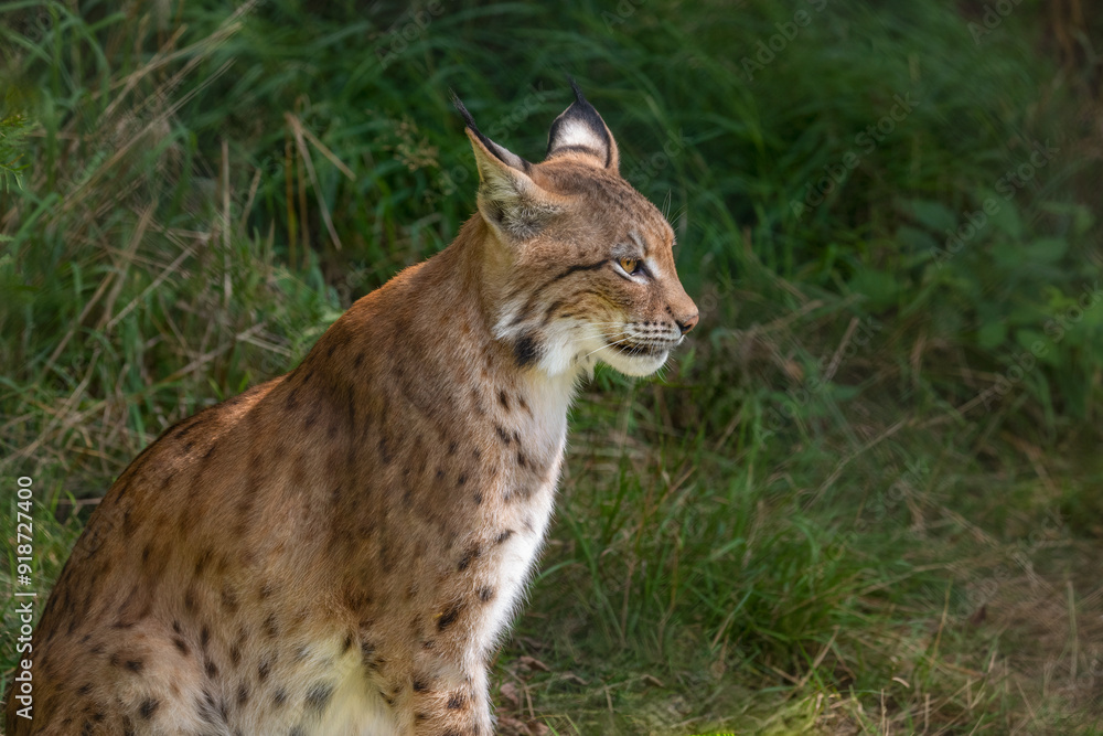 Lynx - a genus of predatory mammals from the subfamily Felinae within the family Felidae. Body length 65–110 cm, tail length 5–23 cm; body weight 5–29 kg, males are about 25% larger Lynx - a genus of predatory mammals from the subfamily Felinae within the family Felidae. Body length 65–110 cm, tail length 5–23 cm; body weight 5–29 kg, males are about 25% larger