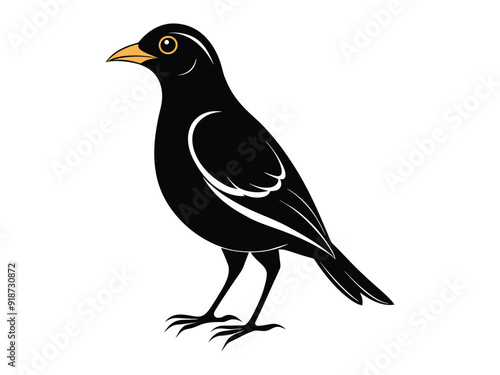 myna bird black color