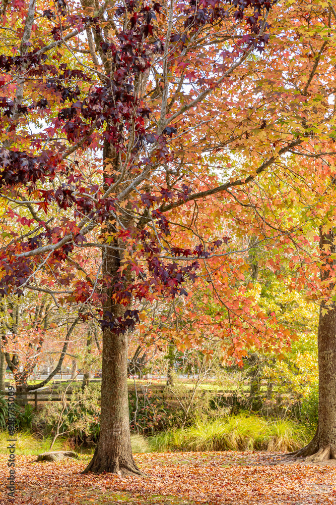 Naklejka premium Vertical photo of a maple tree in vibrant autumn colours. Park, wooden fence in the background and lush coloured leaves on the tree and on the ground.