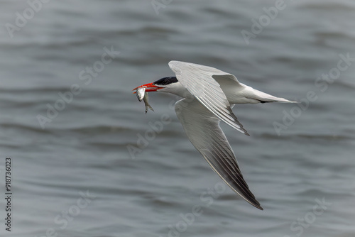 Caspian tern