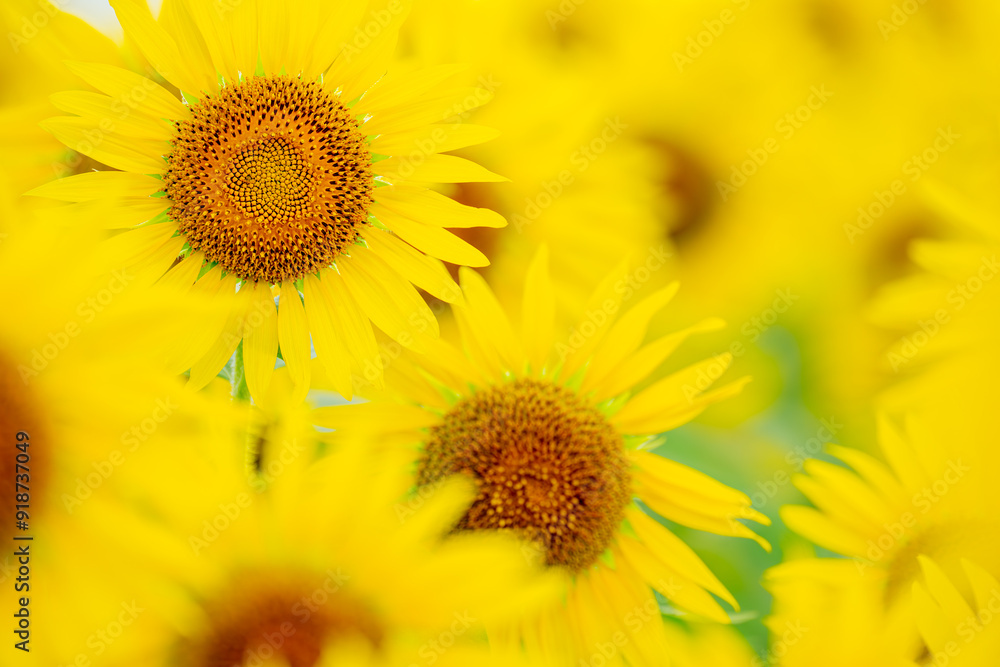 真夏のひまわり