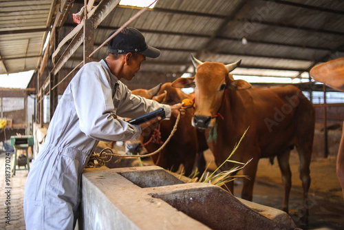 Asian Male Farmer Checking Card Tag On Cow In Cowshed. Modern Farm Concept.