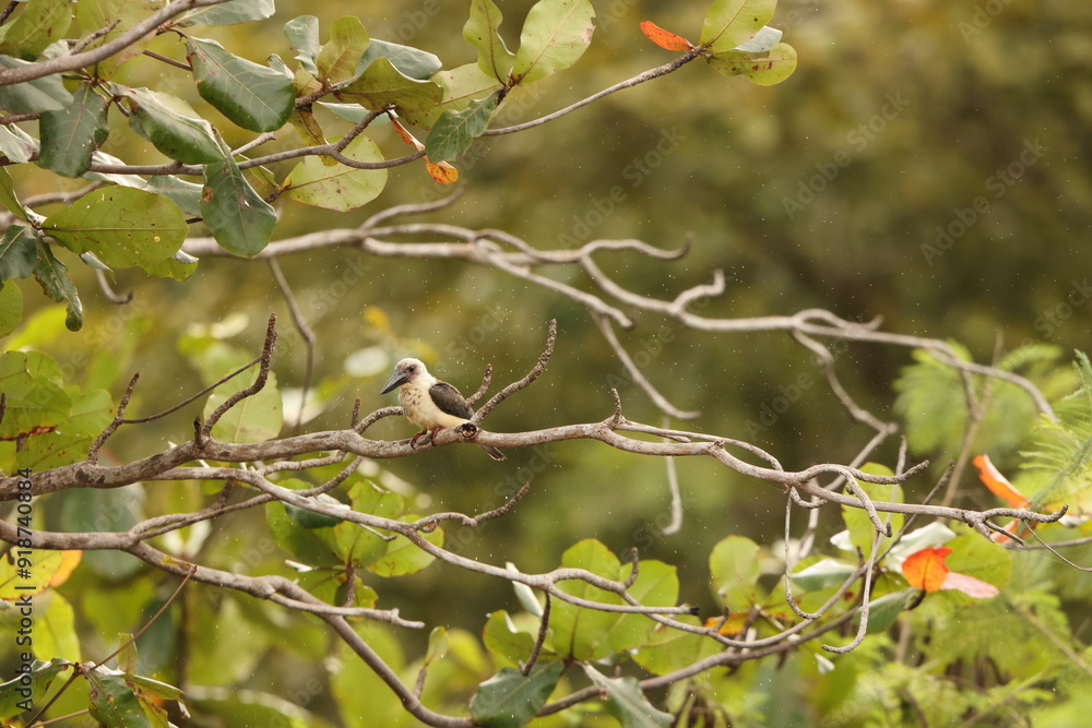 Obraz premium Great-billed kingfisher (Pelargopsis melanorhyncha) in Tangkoko national park, Sulawesi, Indonesia