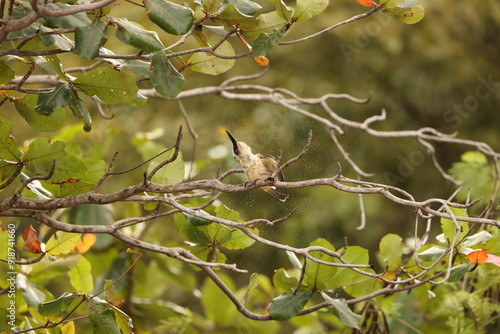 Great-billed kingfisher  (Pelargopsis melanorhyncha) in Tangkoko national park, Sulawesi, Indonesia  photo