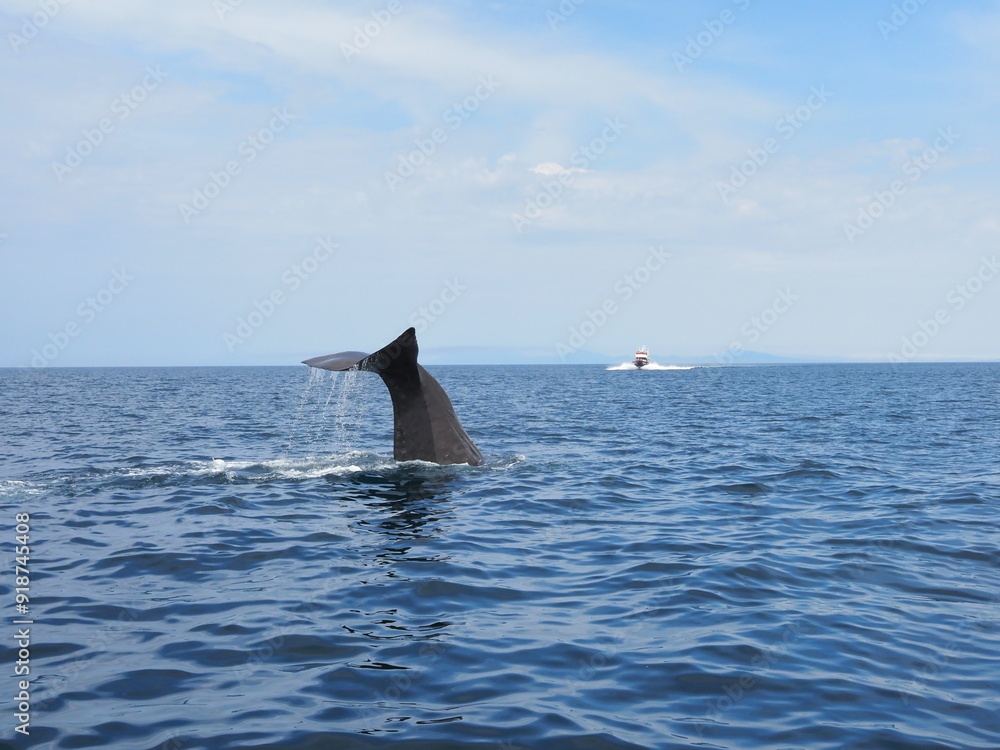 Fototapeta premium 知床ホエールウオッチング