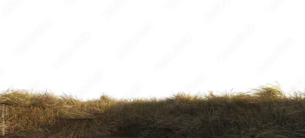 Fototapeta premium grass in the wind