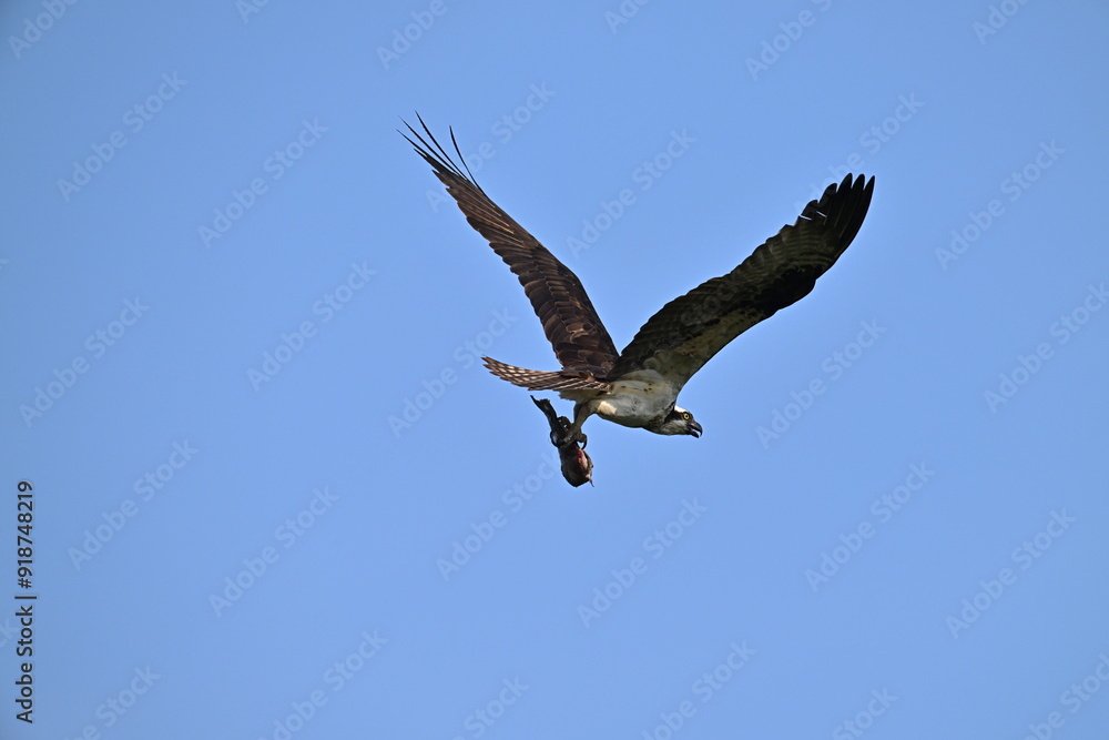 Fototapeta premium Osprey in flight