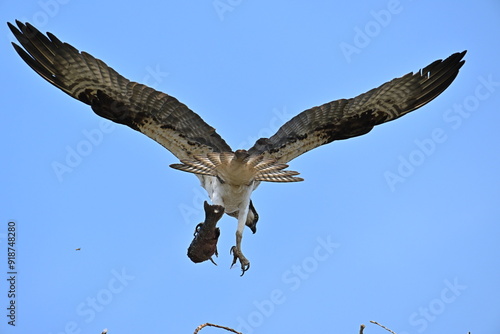 osprey in flight