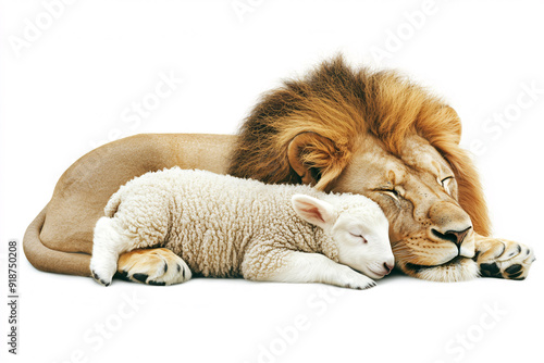 Lion and lamb peacefully sleeping together on white background. photo