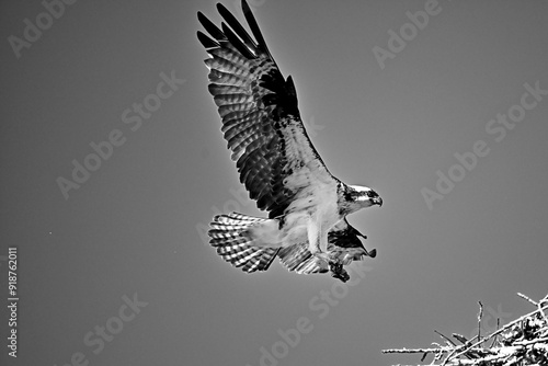 Osprey in flight
