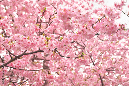 伊豆の河津桜まつり