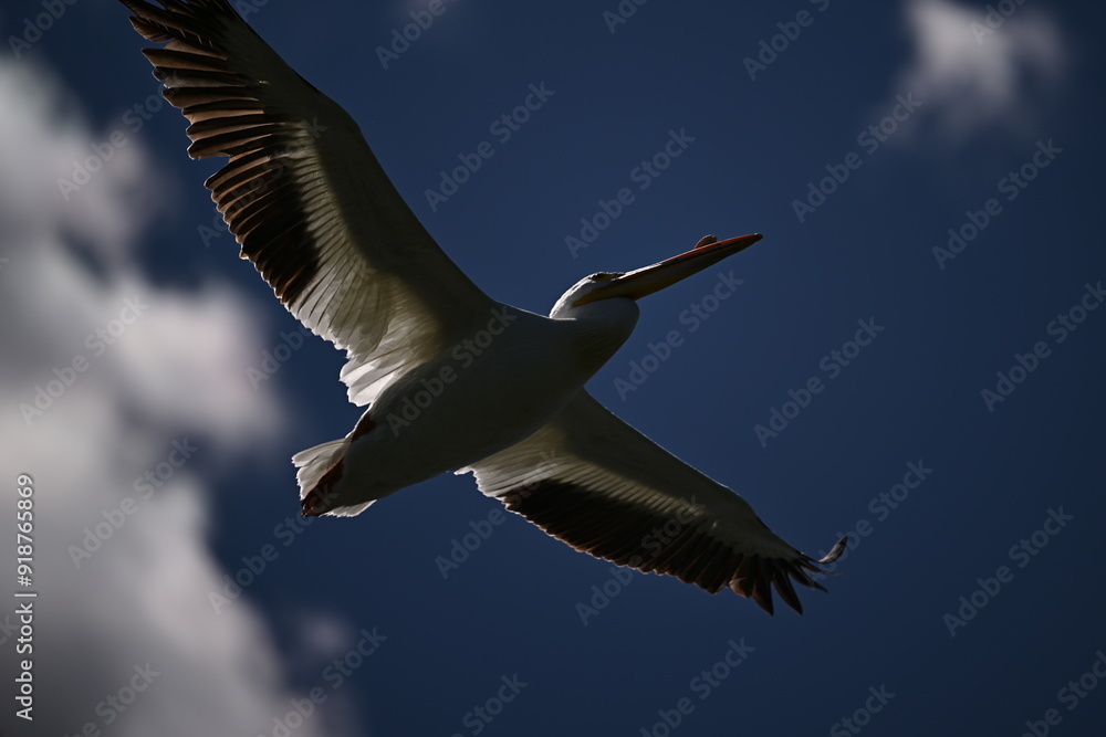 Fototapeta premium pelican flying in the sky