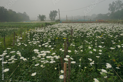 Vast field of budding Chrysanthemums, Chandramalika, Chandramallika, mums , chrysanths, genus Chrysanthemum, family Asteraceae. Winter morning at Valley of flowers at Khirai, West Bengal, India. photo