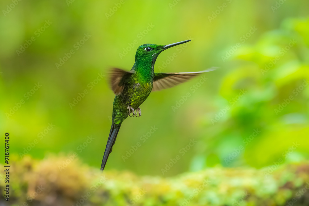 Fototapeta premium Empress Brilliant, Heliodoxa imperatrix in flight, Impressive hummingbird of Andean cloud forest in northwestern Ecuador and western Colombia.