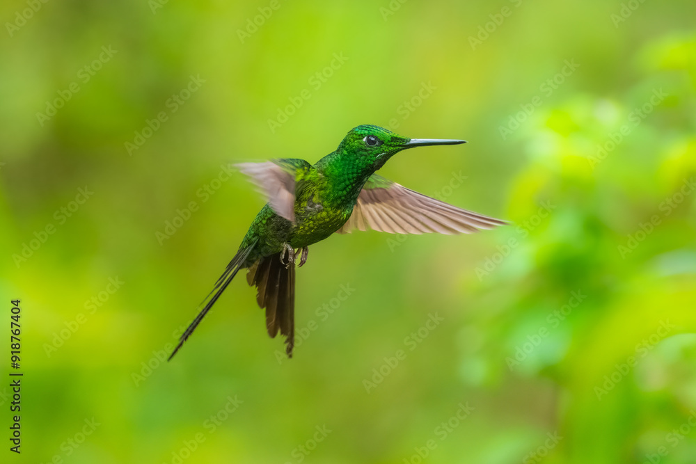 Fototapeta premium Empress Brilliant, Heliodoxa imperatrix in flight, Impressive hummingbird of Andean cloud forest in northwestern Ecuador and western Colombia.
