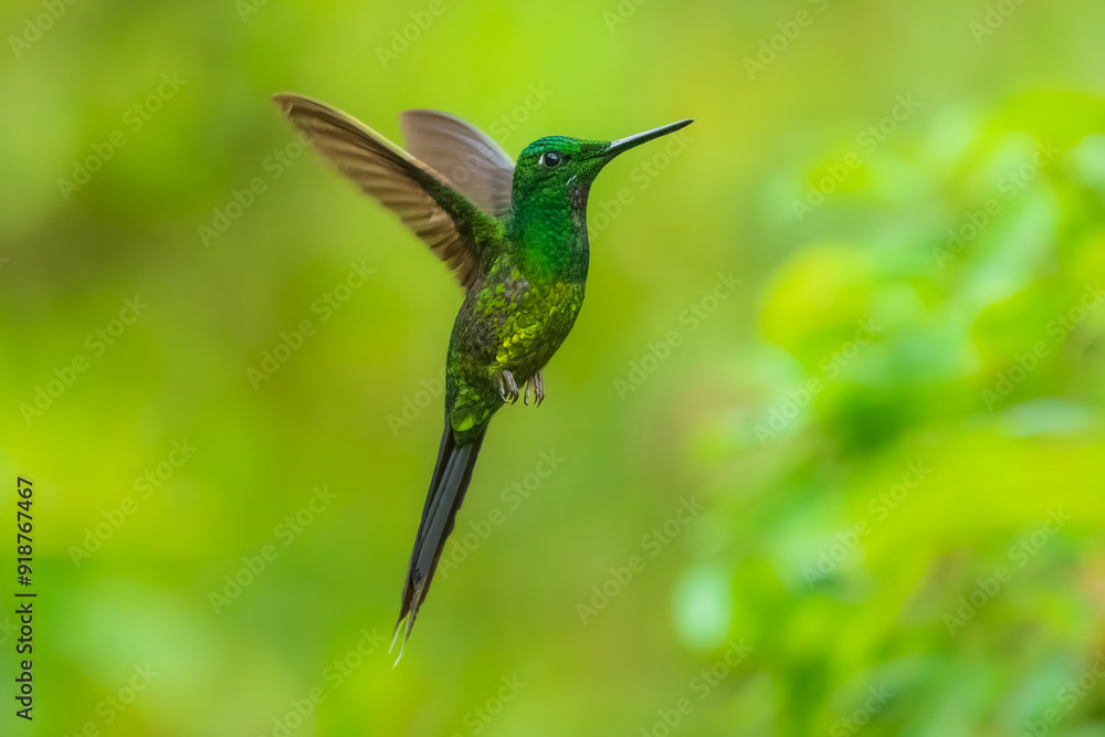 Obraz premium Empress Brilliant, Heliodoxa imperatrix in flight, Impressive hummingbird of Andean cloud forest in northwestern Ecuador and western Colombia.