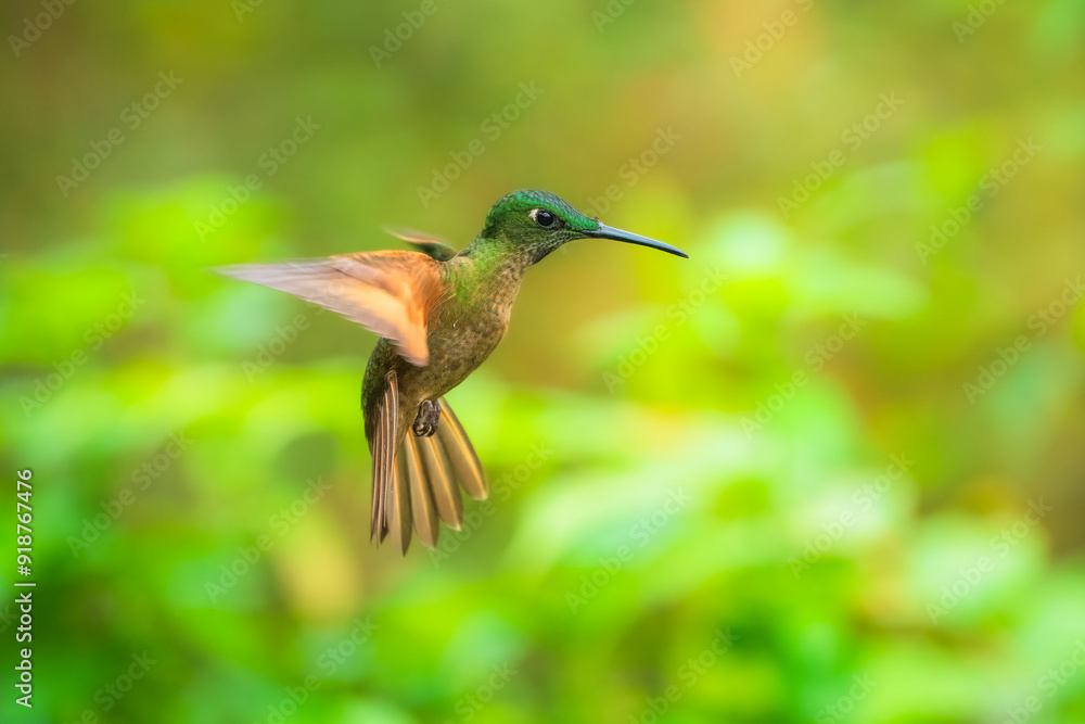 Fototapeta premium Fawn-breasted Brilliant Hummingbird in flight, 4K resolution, best Ecuador humminbirds 
