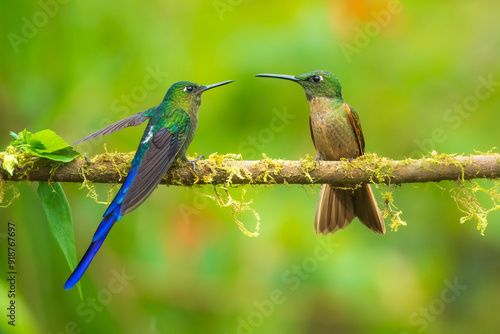 Violet-tailed Sylph - Aglaiocercus coelestis, beautiful long tailed hummingbird of South America, Mindo, Ecuador, 4K resolution photo