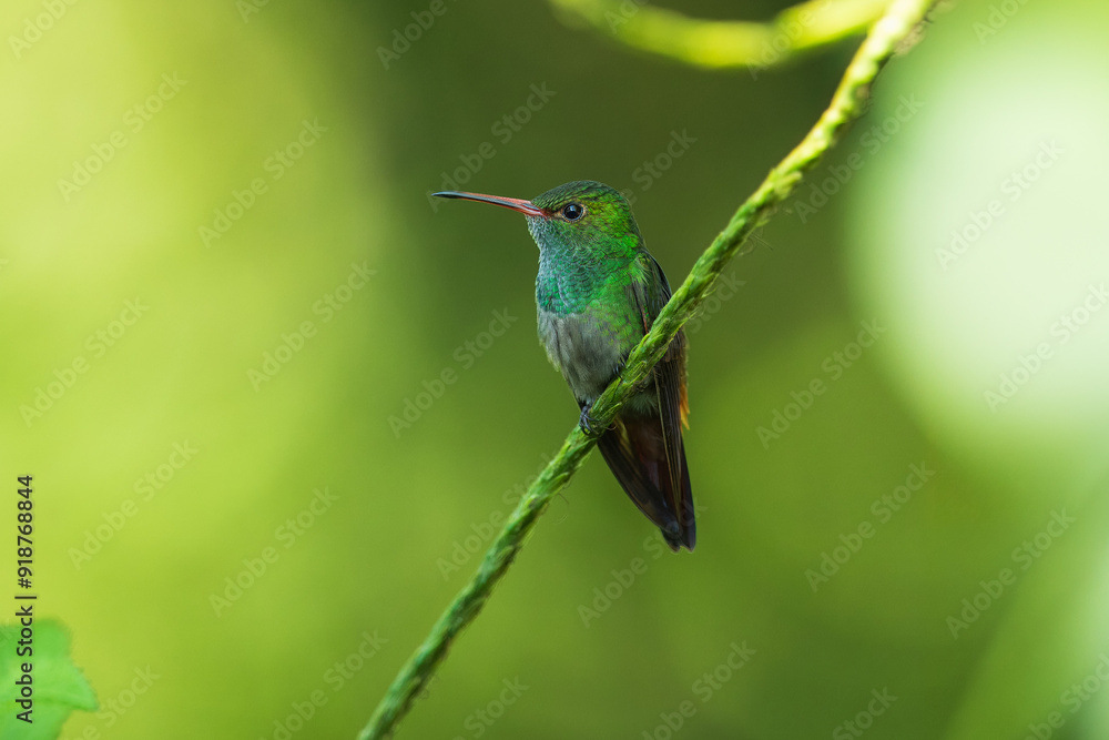 Rufous-tailed hummingbird (Amazilia tzacatl) flying to pick up nectar from a beautiful flower . Action wildlife scene from nature. Rufous-tailed hummingbird (Amazilia tzacatl) flying to pick up nectar from a beautiful flower . Action wildlife scene from nature.
