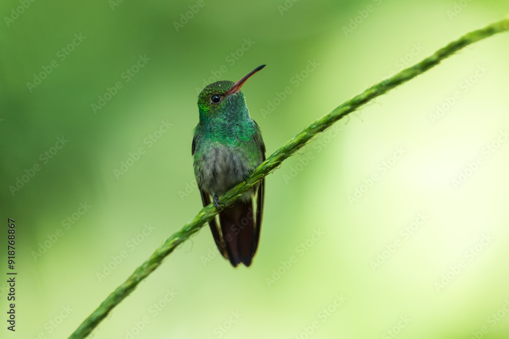 Fototapeta premium Rufous-tailed hummingbird (Amazilia tzacatl) flying to pick up nectar from a beautiful flower . Action wildlife scene from nature.