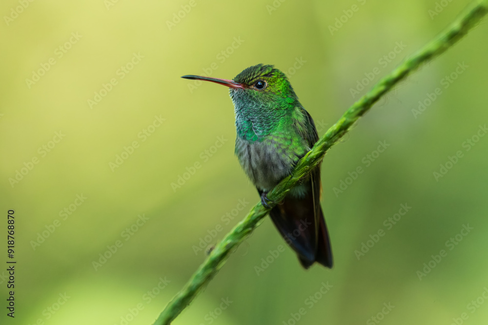 Obraz premium Rufous-tailed hummingbird (Amazilia tzacatl) flying to pick up nectar from a beautiful flower . Action wildlife scene from nature.