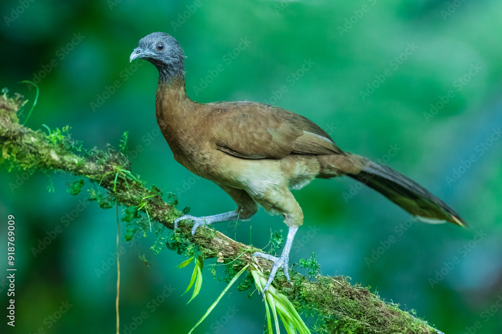 Grey-headed chachalaca (Ortalis cinereiceps) perched on a branch in the rainforest of Boca Tapada in Costa Rica. Grey-headed chachalaca (Ortalis cinereiceps) perched on a branch in the rainforest of Boca Tapada in Costa Rica.