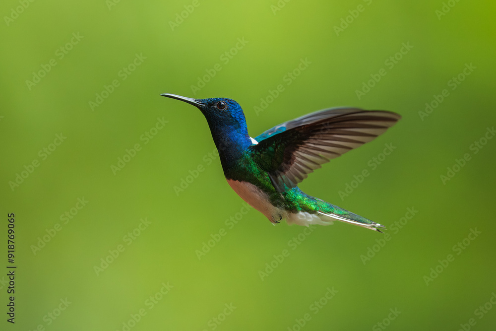 Obraz premium Beautiful White-necked Jacobin hummingbird, Florisuga mellivora, hovering in the air with green and yellow background. Best humminbird of Costa Rica