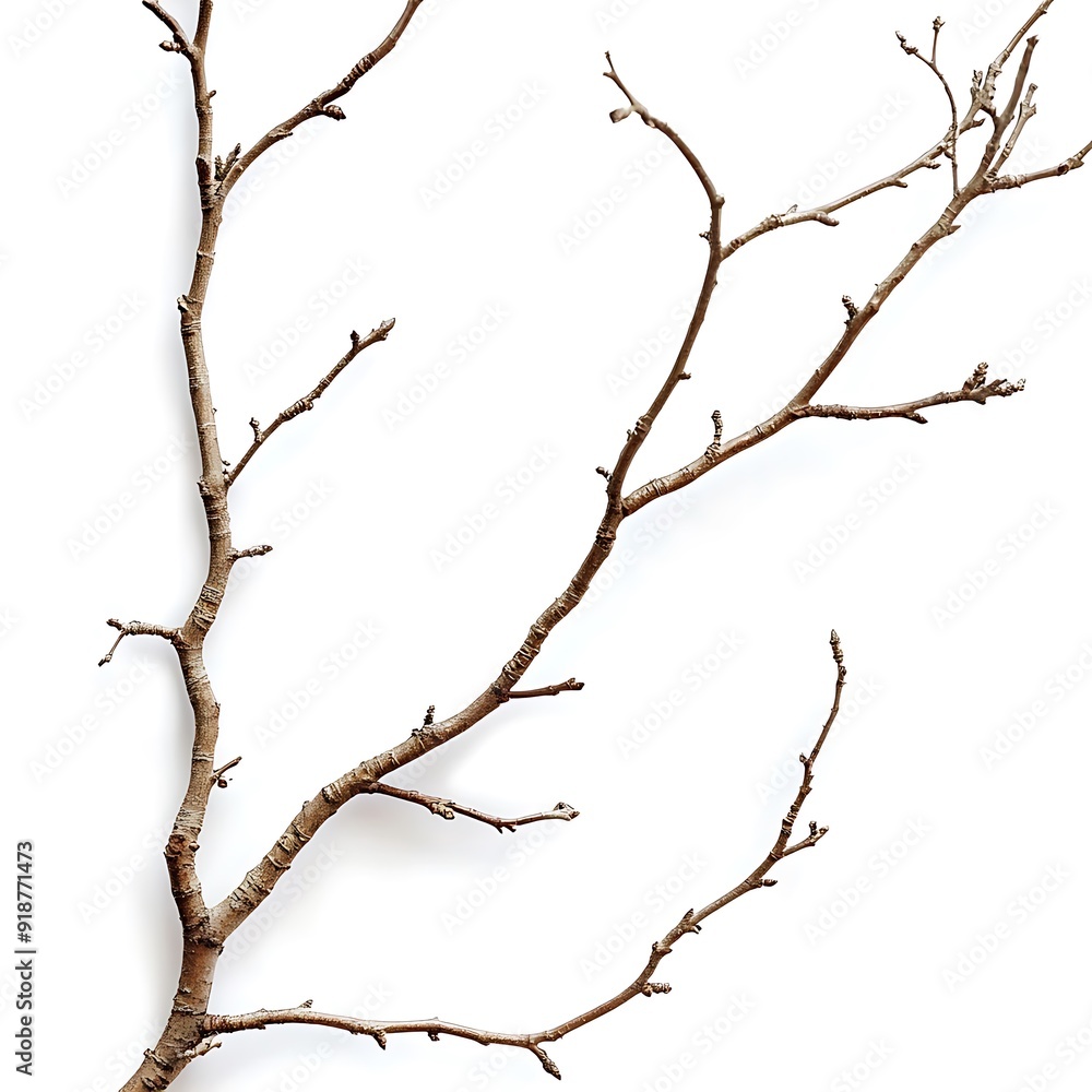 Dry tree branches on a white background isolated for creative designs Dry tree branches on a white background isolated for creative designs