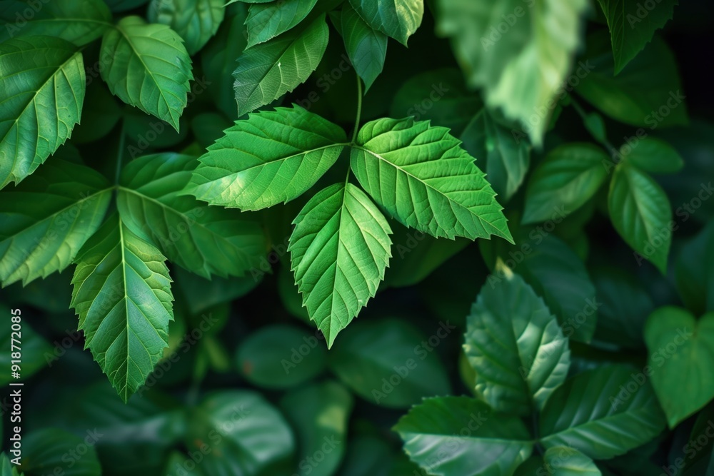 Close-up of lush green leaves with a soft, blurry background, creating a serene, nature-inspired scene Close-up of lush green leaves with a soft, blurry background, creating a serene, nature-inspired scene