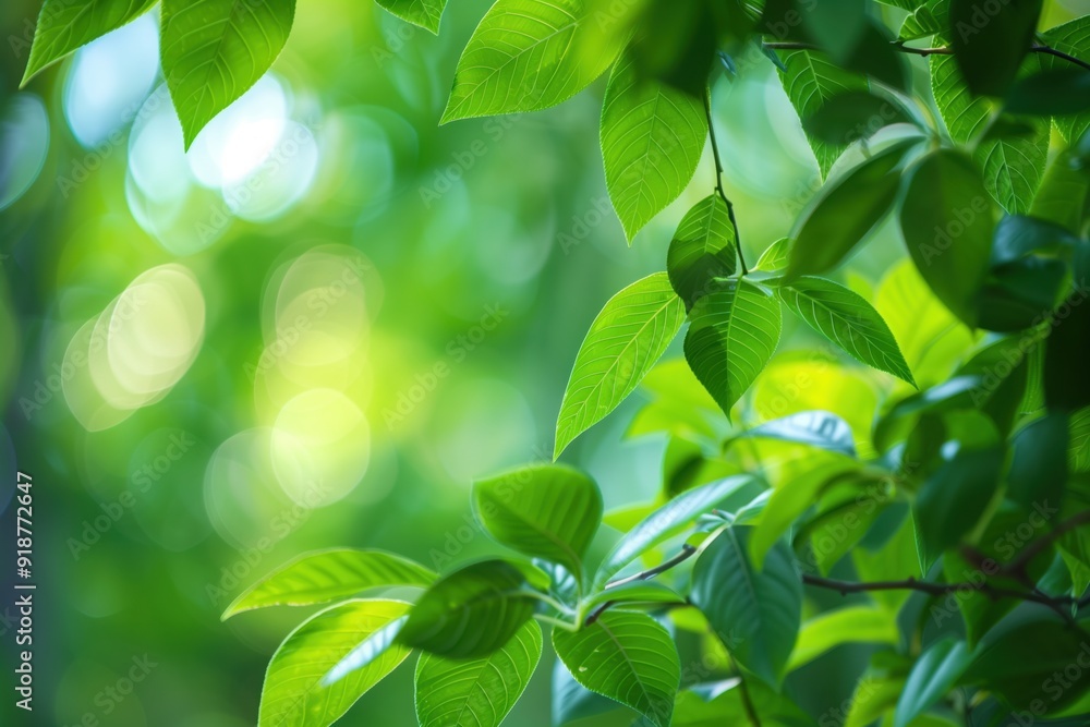Close-up of lush green leaves with a soft, blurry background, creating a serene, nature-inspired scene Close-up of lush green leaves with a soft, blurry background, creating a serene, nature-inspired scene