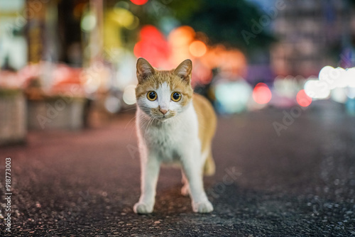 portrait of a cat in the night
