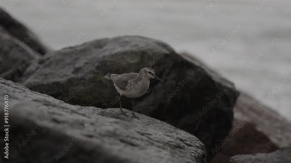 This clip features a wood sandpiper walking on breakwater rocks in stormy weather. The bird stands resilient against strong winds and crashing waves, showcasing its tenacity on an overcast day.