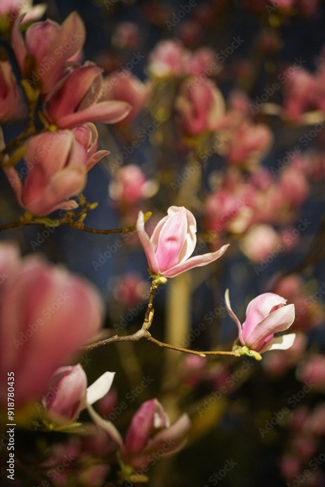 Fototapeta premium pink magnolia in the night