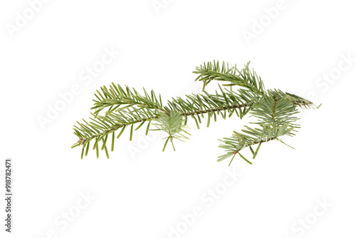 Spruce branch isolated on white background. High resolution photo.